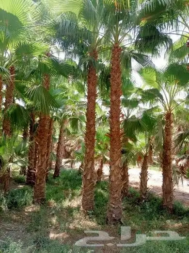نخيل عربي نخيل واشنطني نخيل مثمر نخيل زينة 6