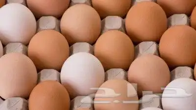 بيض بلدي طازج للمائدة. 3