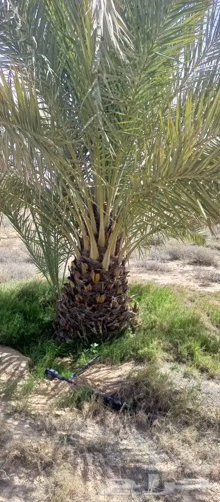 نقايل خضري للبيع 1