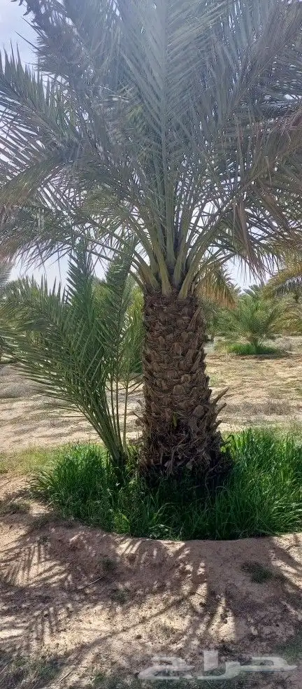 نقايل خضري للبيع 0