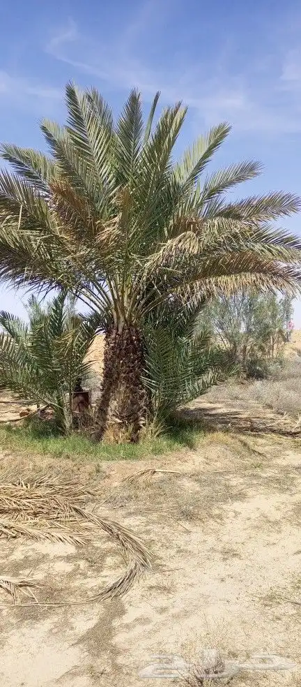 نقايل خضري للبيع 2