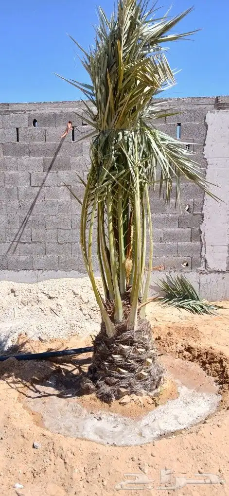 نخل للبيع سكري وخلاص 6