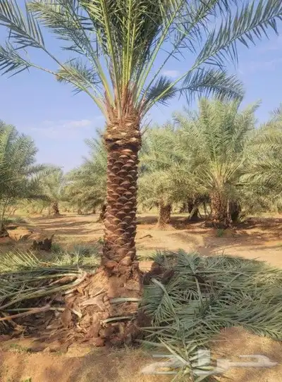 تاريخ جميع انواع النخيل كل المقاسات متوفره وكل النوايا الاخل 3