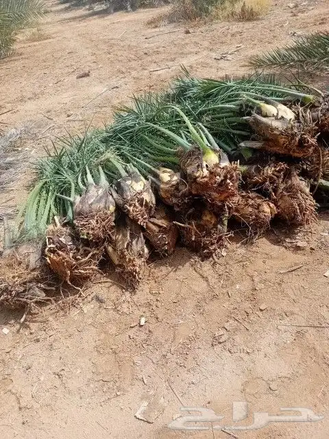 يوجد لا دينا جميع انواع الفراخ اخلاص برحي صقعي مجدول سكري 0