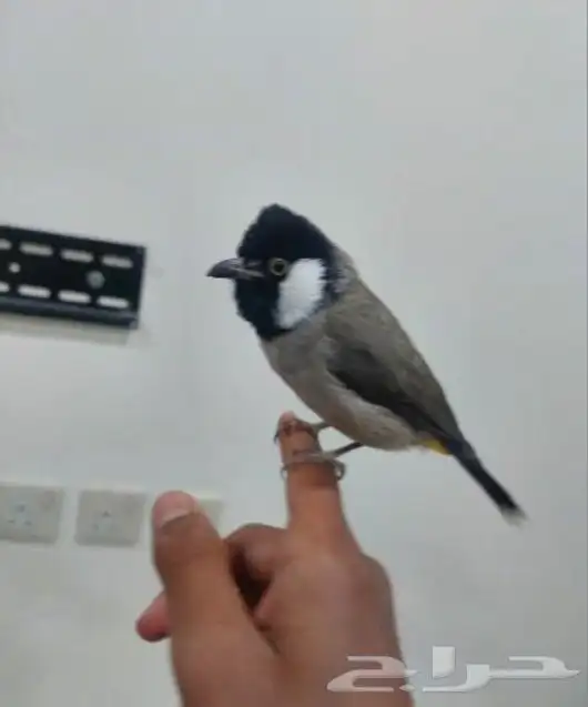 بلبول حساوي للبيع 0