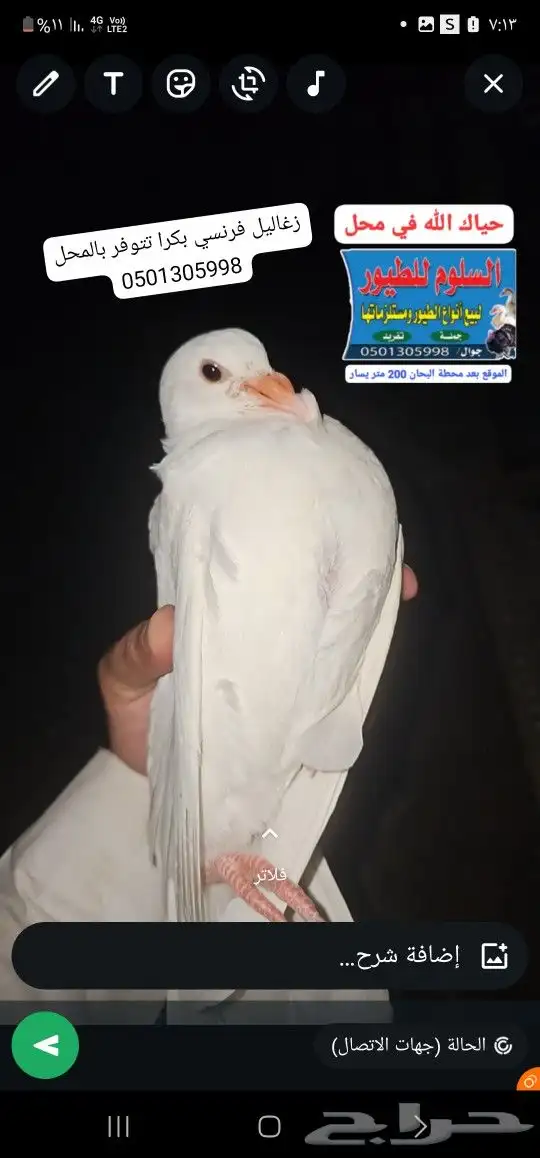 زغاليل فرنسي شحم طيبه عرض ب27 2