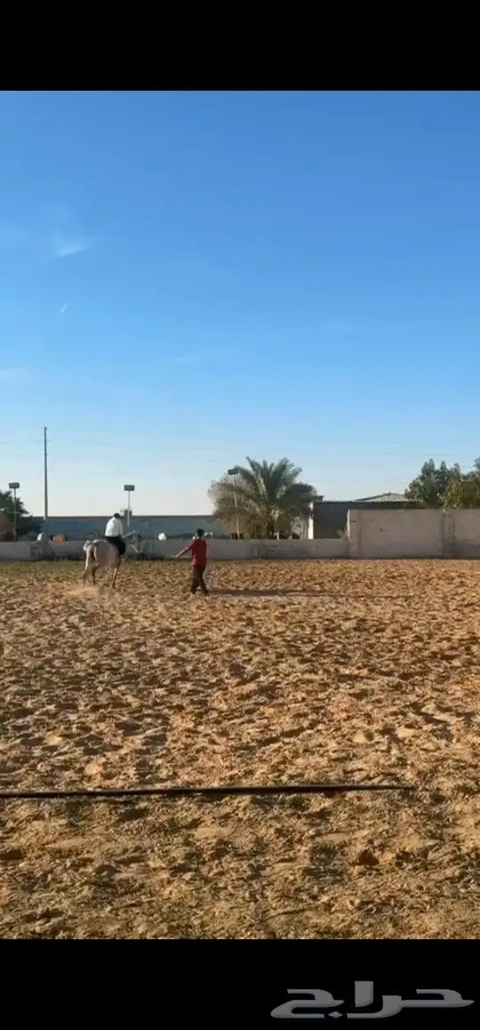 عسف خيل و وتدريب على العسف وركوب الخيل 0