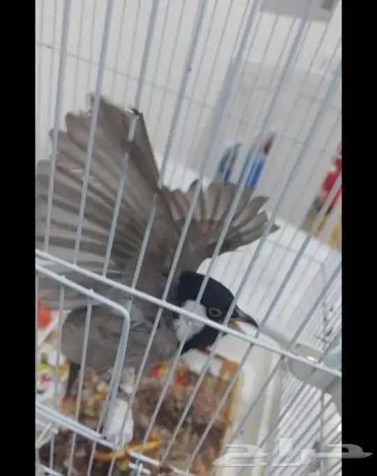 بلبول حساوي للبيع 1