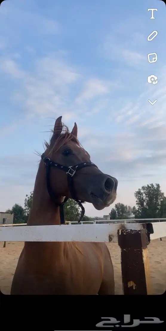 خيل واهو 3