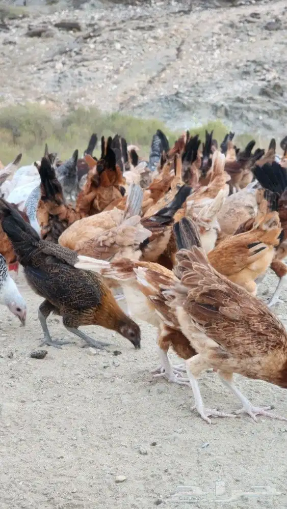 تم البيع 5