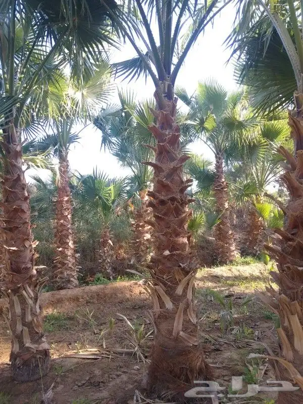 نخل عربي وواشنطنيا 6