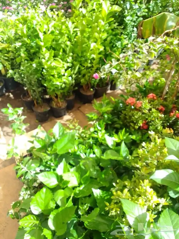 تنسيق حدائق وزراعه التيل 7