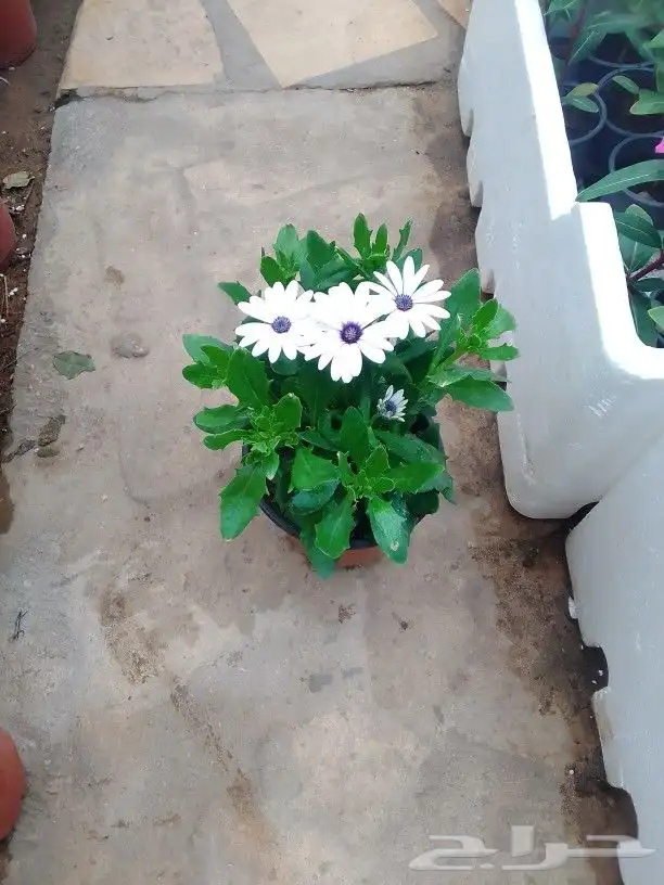 تنسيق حدائق وزراعه التيل 5