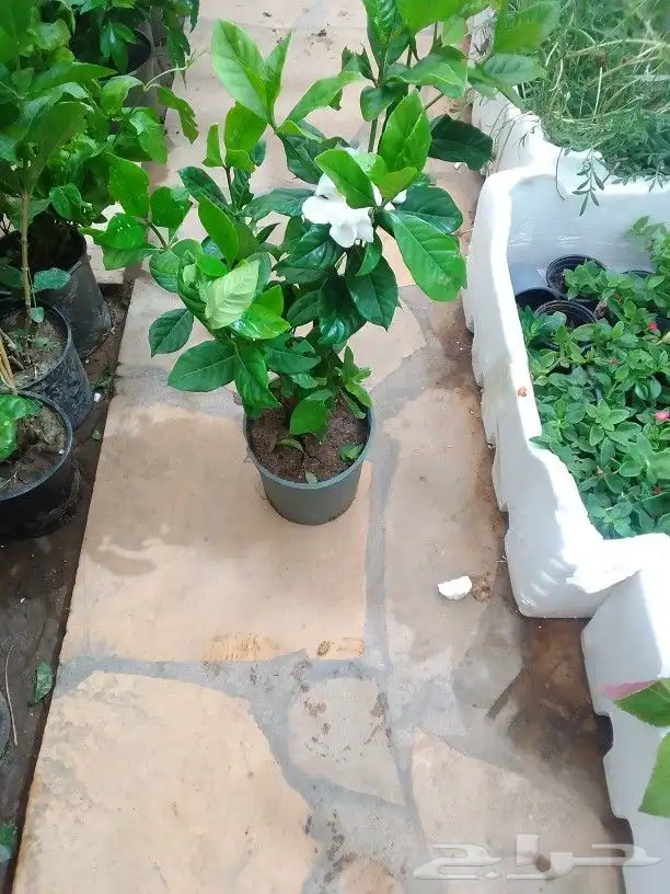 تنسيق حدائق وزراعه التيل 4