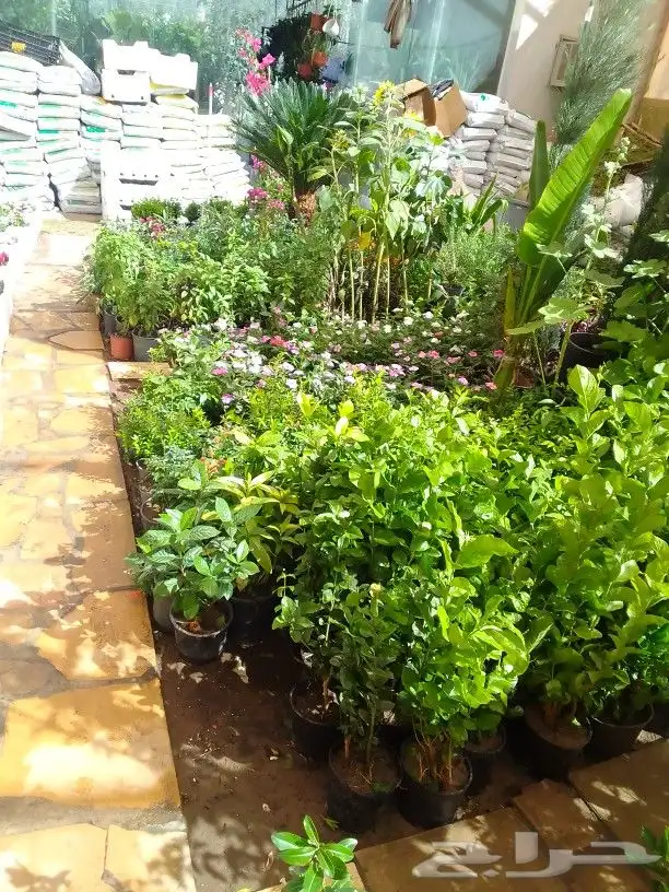 تنسيق حدائق وزراعه التيل 9