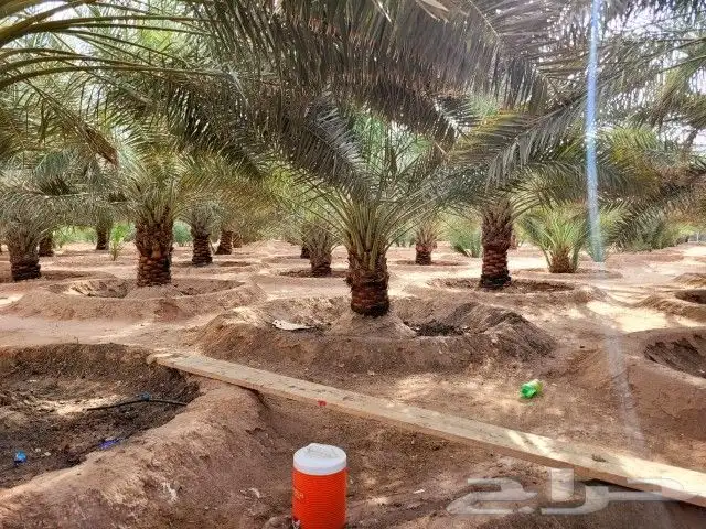 نخيل عربي نخيل واشنطني نخيل مثمر نخيل زينة 1