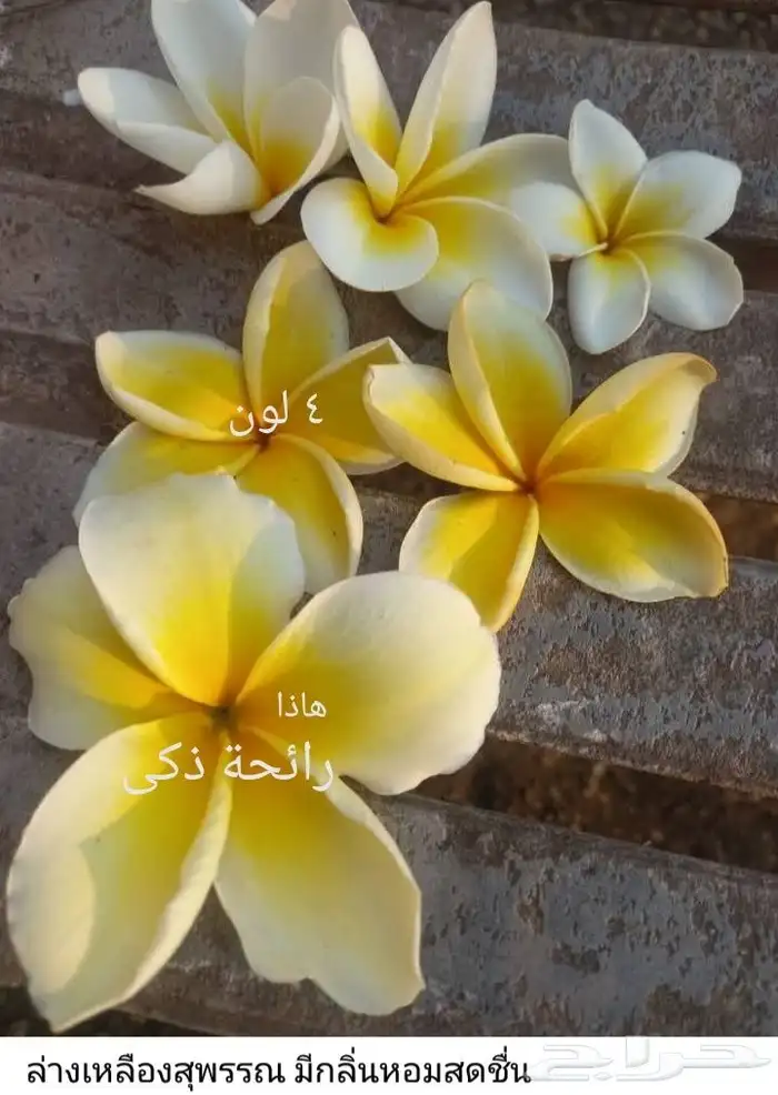 شتلات موز أصابع تمساح  للبيع ياسمين هندي للطلبية من تايلند 26