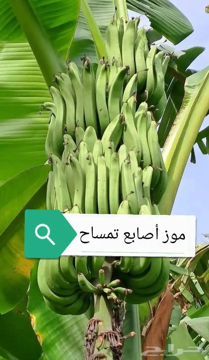شتلات موز أصابع تمساح  للبيع ياسمين هندي للطلبية من تايلند 4