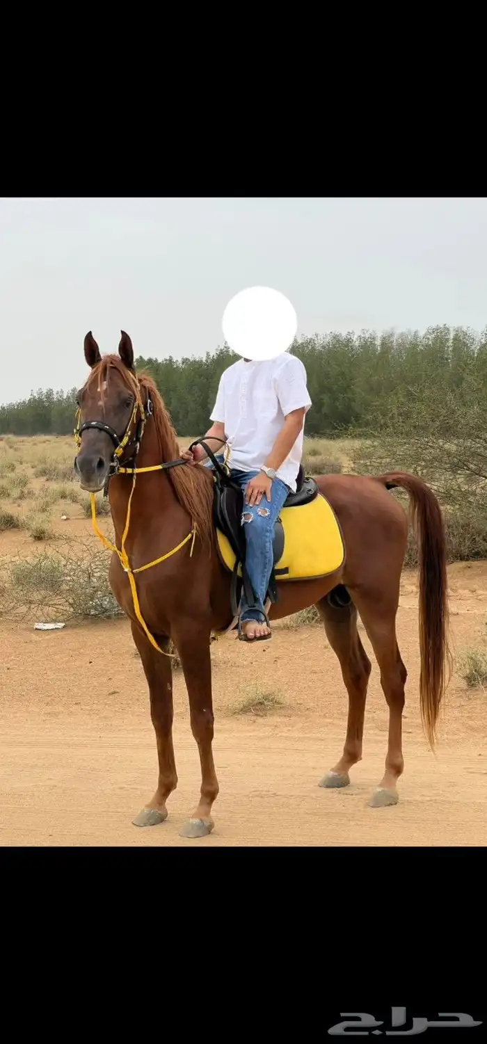 خيل واهو 2
