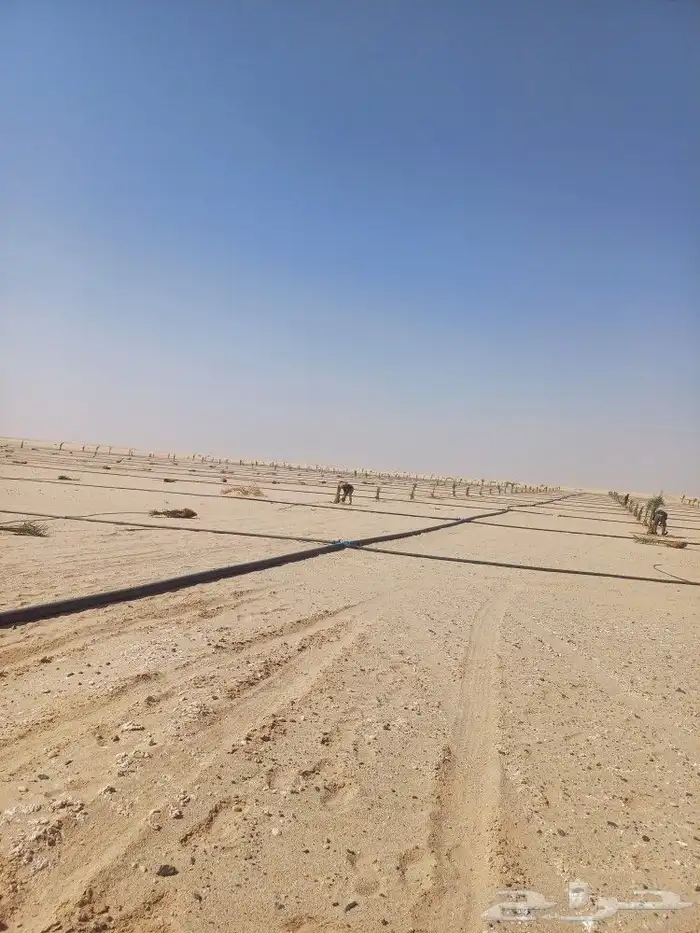 يوجد لدينا فسايل نخيل خلاص حساء اسعار مناسبه 7