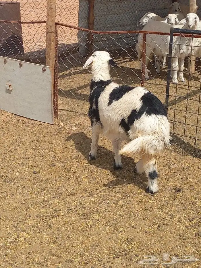 رخل طيبه شحم 0