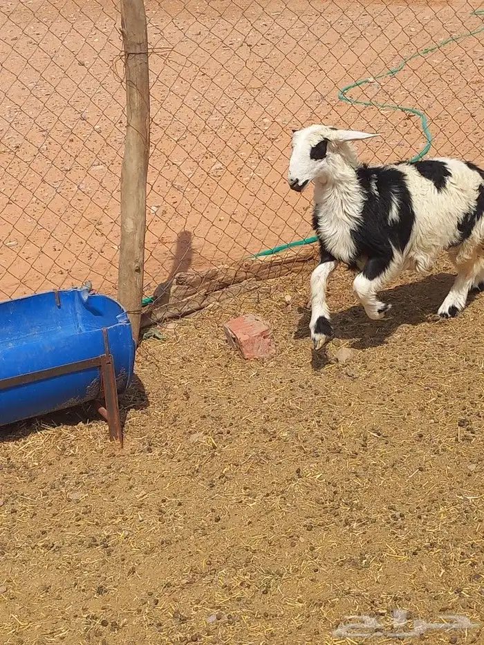 رخل طيبه شحم 3