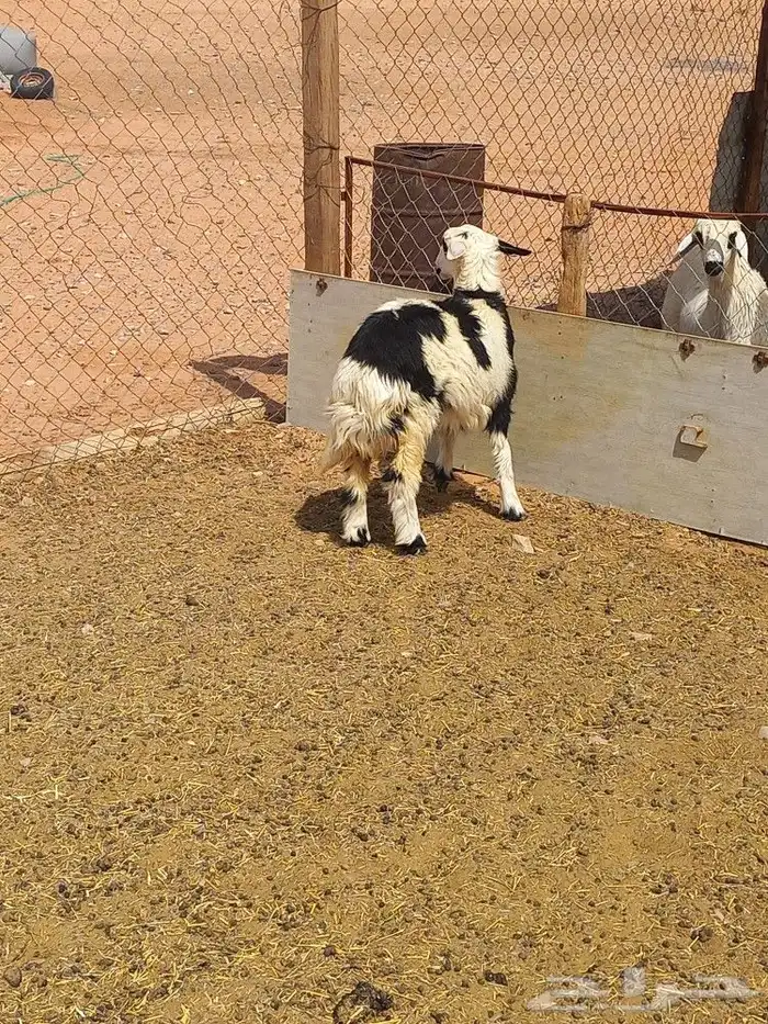 رخل طيبه شحم 2