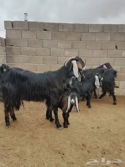 معز مواليد 2