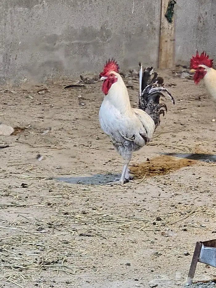 دجاج بلدي و فيومي بياض 1