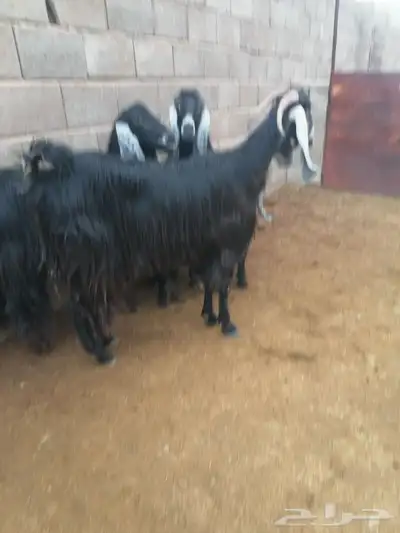 معز مواليد 0