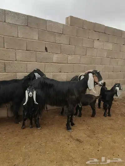 معز مواليد 4