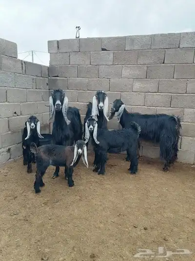 معز مواليد 3