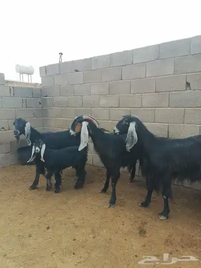 معز مواليد 5