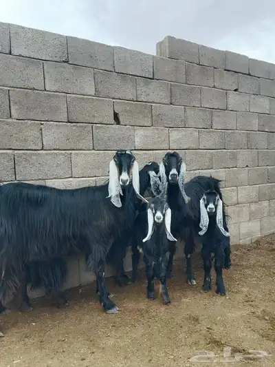 معز مواليد 1