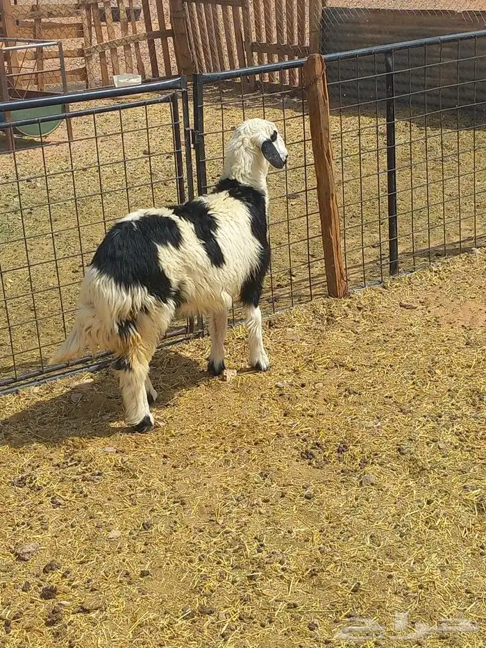 رخل طيبه شحم 4