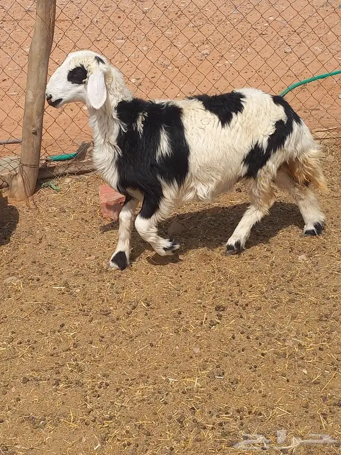 رخل طيبه شحم 1