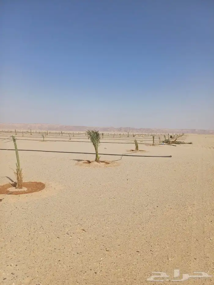 يوجد لدينا فسايل نخيل خلاص حساء اسعار مناسبه 1