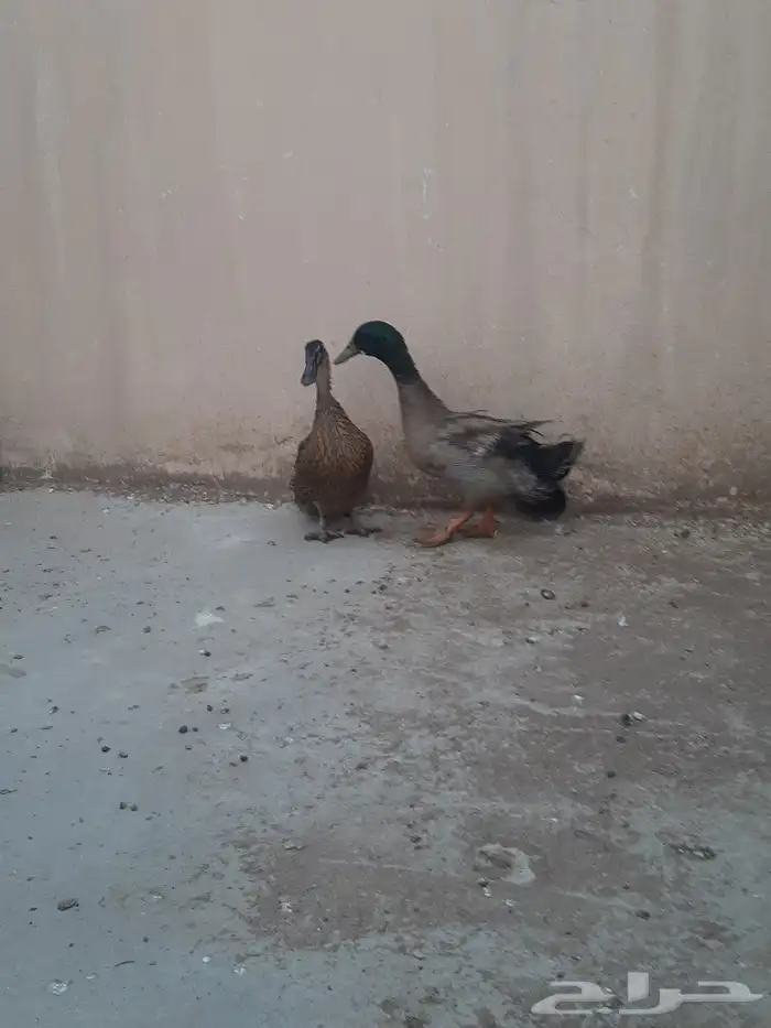 بط مصري وخضيري بياض 2