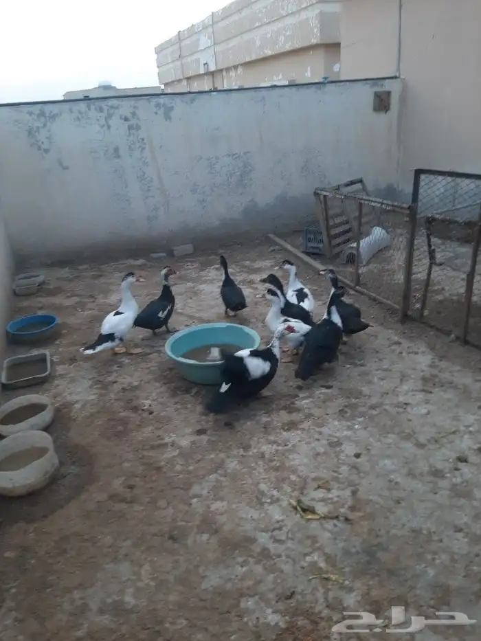 بط مصري وخضيري بياض 3
