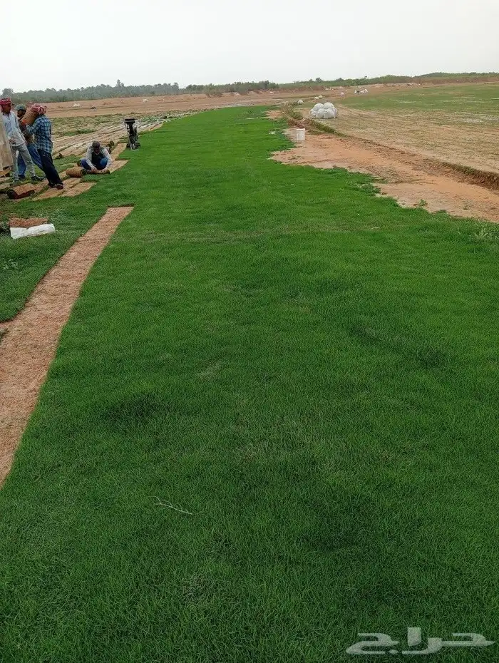 ثيل سئ 2000صافي وطبيعي الموقع الخرج 4