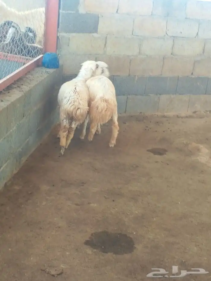 تم البيع رخال حري والام رفيدية باشوت سبت العلاية البشائر 2