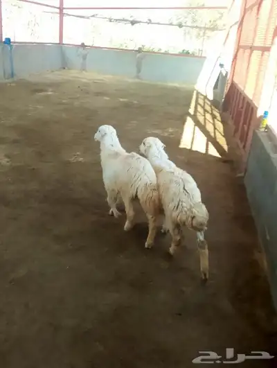 تم البيع رخال حري والام رفيدية باشوت سبت العلاية البشائر 4
