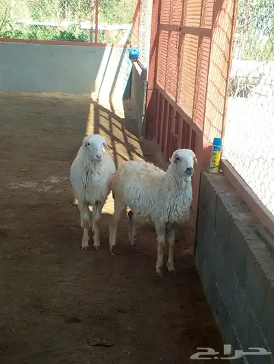 تم البيع رخال حري والام رفيدية باشوت سبت العلاية البشائر 3