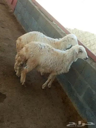 تم البيع رخال حري والام رفيدية باشوت سبت العلاية البشائر 0