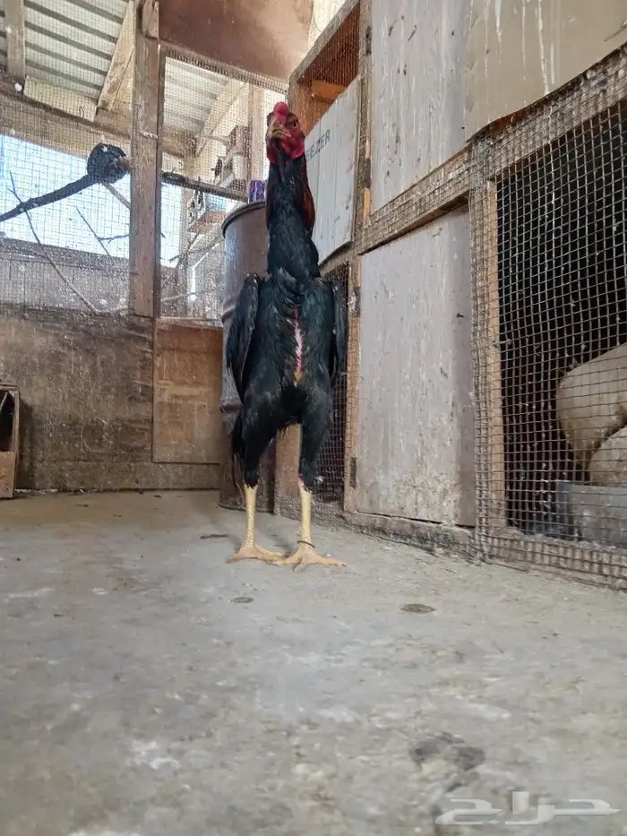 ديك شامو ياباني 6