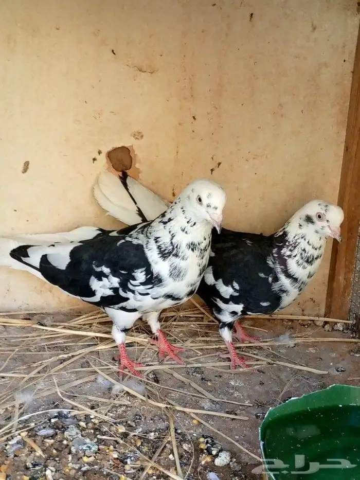 جوز قطايف نمش للبيع 2