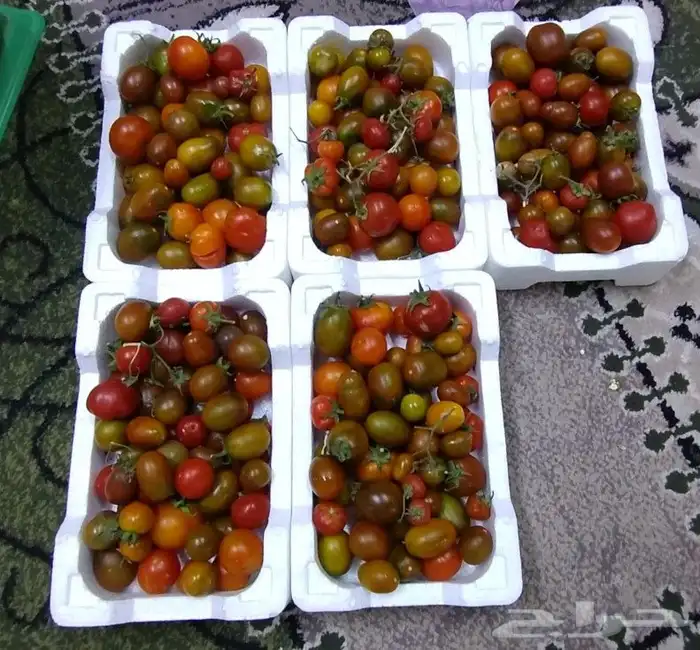 طماطه كرزي 3