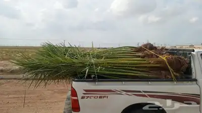تاريخ جميع انواع النخيل كل المقاسات متوفره وكل النوايا الاخل 1