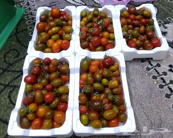 طماطه كرزي 0