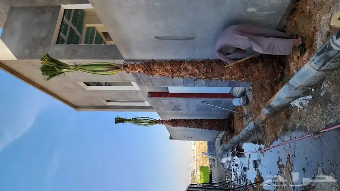 نخل واشنطن للبيع واشنطن للبيع 0